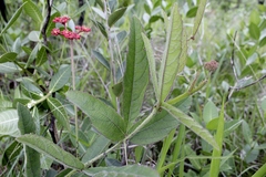Cissus erosa