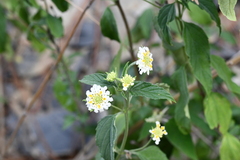 Lantana canescens