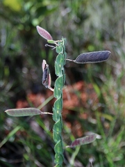 Chamaecrista basifolia