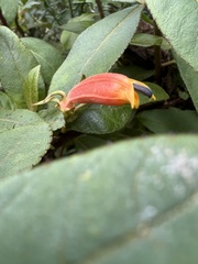 Centropogon asclepiadeus