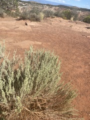 Atriplex confertifolia