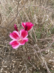Clarkia