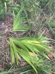 Iris domestica