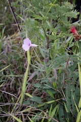 Ipomoea procurrens