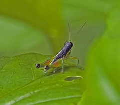 Liebermannacris dorsualis