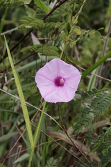 Ipomoea procurrens
