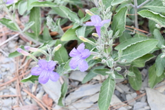 Ruellia