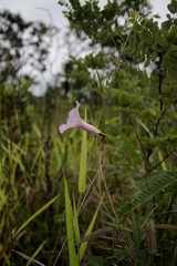 Ipomoea procurrens