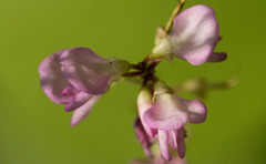 Hylodesmum glutinosum