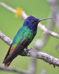 Chrysuronia oenone