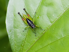 Liebermannacris dorsualis