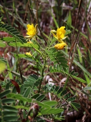 Chamaecrista foederalis