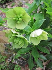 Helleborus