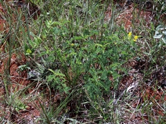 Chamaecrista foederalis