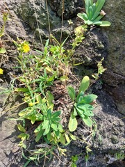 Crepidiastrum lanceolatum