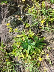 Crepidiastrum lanceolatum