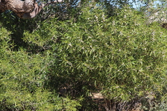 Myoporum montanum