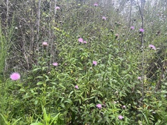 Cirsium altissimum