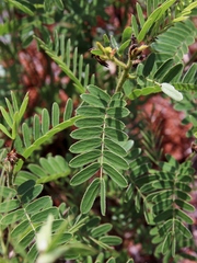 Chamaecrista foederalis