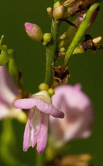 Hylodesmum glutinosum
