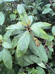 Centropogon asclepiadeus