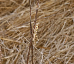 Austracris guttulosa