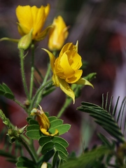 Chamaecrista foederalis