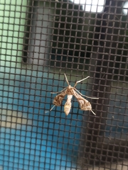 Lineodes integra