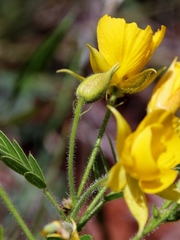 Chamaecrista foederalis