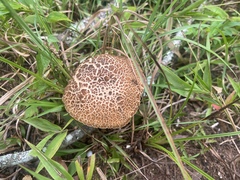 Leccinellum rugosiceps