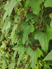 Dioscorea polystachya