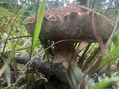 Leccinellum rugosiceps