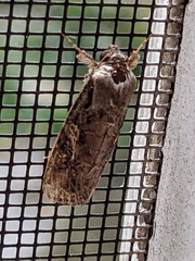 Spodoptera frugiperda