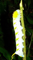 Manduca pellenia