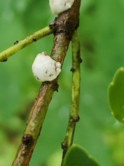 Ceroplastes