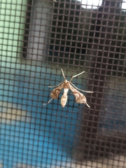 Lineodes integra