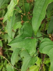 Dioscorea polystachya