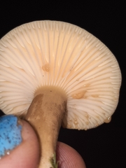Lactifluus petersenii