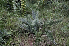 Allagoptera campestris