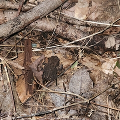 Anaxyrus americanus