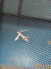 Lineodes integra