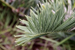 Allagoptera campestris
