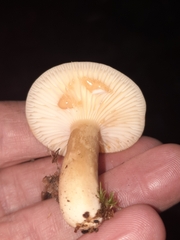 Lactifluus petersenii