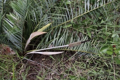Allagoptera campestris