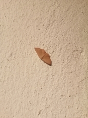 Cyclophora puppillaria