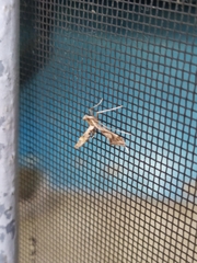 Lineodes integra