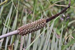 Allagoptera campestris
