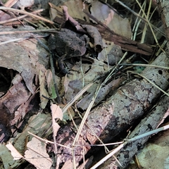 Anaxyrus americanus
