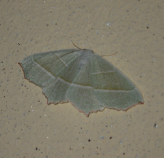 Campaea margaritaria