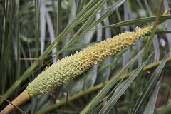 Allagoptera campestris